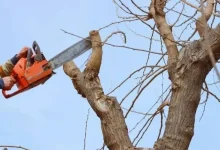 Как в Беларуси законно убрать аварийное дерево